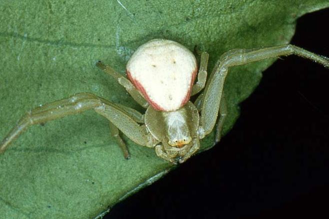 myth-all-spiders-make-webs-burke-museum